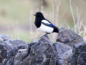 Preview wallpaper magpie, bird, stone