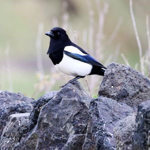 Preview wallpaper magpie, bird, stone