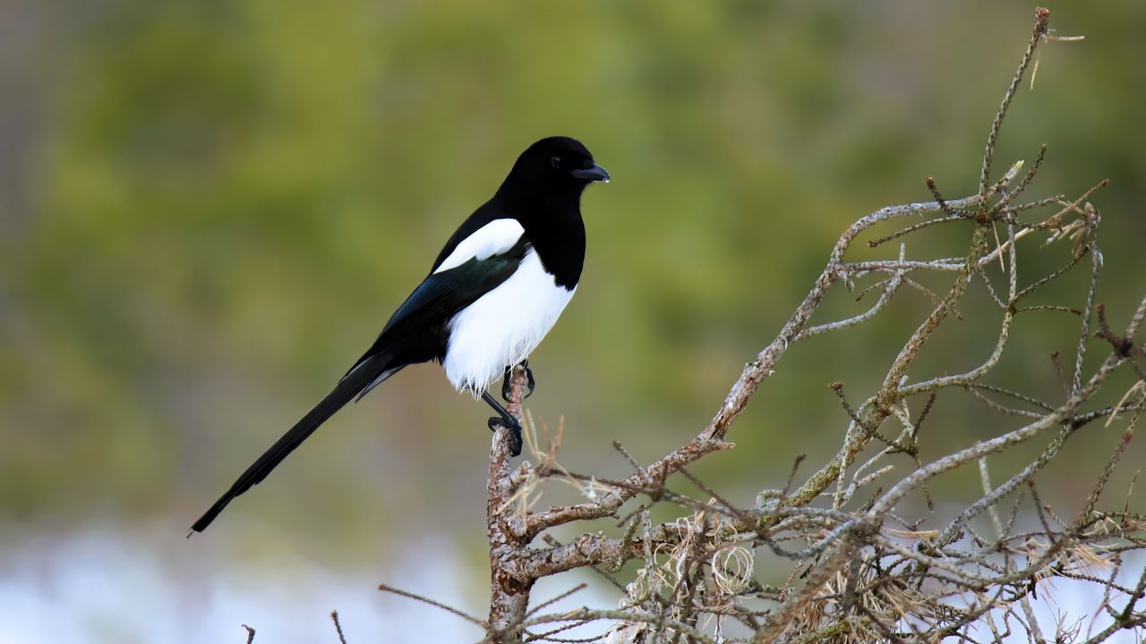 Wallpaper magpie, bird, wildlife, tree