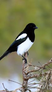 Preview wallpaper magpie, bird, wildlife, tree