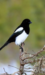 Preview wallpaper magpie, bird, wildlife, tree