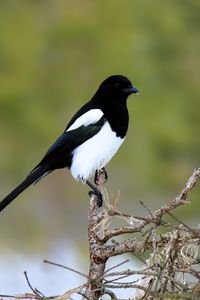 Preview wallpaper magpie, bird, wildlife, tree