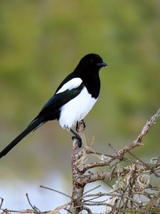 Preview wallpaper magpie, bird, wildlife, tree