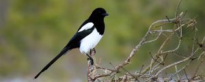 Preview wallpaper magpie, bird, wildlife, tree