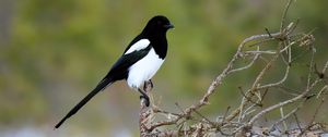 Preview wallpaper magpie, bird, wildlife, tree