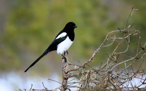 Preview wallpaper magpie, bird, wildlife, tree