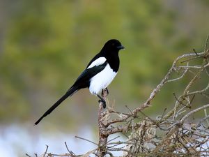 Preview wallpaper magpie, bird, wildlife, tree