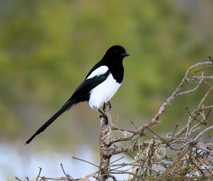 Preview wallpaper magpie, bird, wildlife, tree