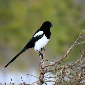 Preview wallpaper magpie, bird, wildlife, tree