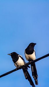 Preview wallpaper magpies, birds, wire, sky