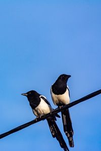 Preview wallpaper magpies, birds, wire, sky