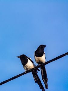 Preview wallpaper magpies, birds, wire, sky