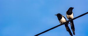 Preview wallpaper magpies, birds, wire, sky