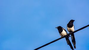 Preview wallpaper magpies, birds, wire, sky