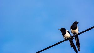 Preview wallpaper magpies, birds, wire, sky
