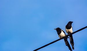 Preview wallpaper magpies, birds, wire, sky