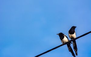 Preview wallpaper magpies, birds, wire, sky