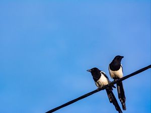 Preview wallpaper magpies, birds, wire, sky