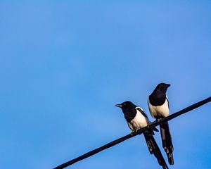 Preview wallpaper magpies, birds, wire, sky