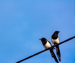 Preview wallpaper magpies, birds, wire, sky