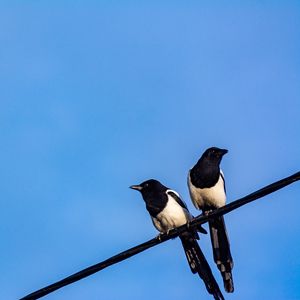 Preview wallpaper magpies, birds, wire, sky