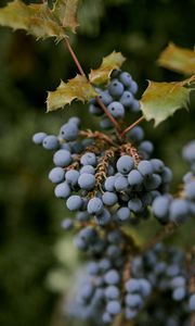 Preview wallpaper mahonia, berries, leaves, macro