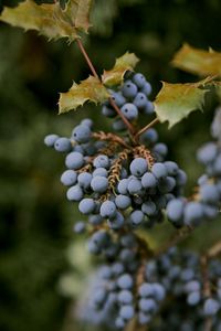 Preview wallpaper mahonia, berries, leaves, macro