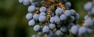 Preview wallpaper mahonia, berries, leaves, macro