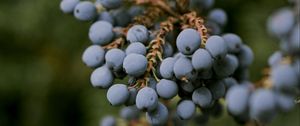 Preview wallpaper mahonia, berries, leaves, macro