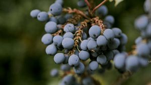 Preview wallpaper mahonia, berries, leaves, macro
