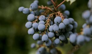 Preview wallpaper mahonia, berries, leaves, macro