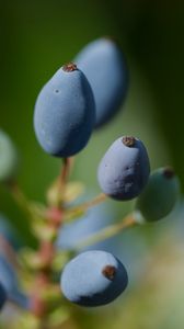 Preview wallpaper mahonia, berries, plants, macro