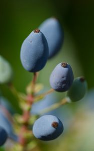 Preview wallpaper mahonia, berries, plants, macro