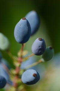 Preview wallpaper mahonia, berries, plants, macro