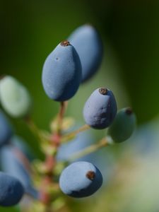 Preview wallpaper mahonia, berries, plants, macro
