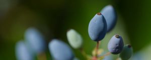 Preview wallpaper mahonia, berries, plants, macro