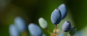 Preview wallpaper mahonia, berries, plants, macro