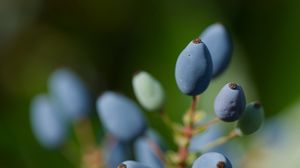 Preview wallpaper mahonia, berries, plants, macro