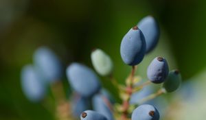 Preview wallpaper mahonia, berries, plants, macro