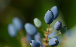 Preview wallpaper mahonia, berries, plants, macro