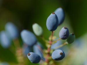 Preview wallpaper mahonia, berries, plants, macro