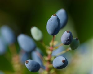Preview wallpaper mahonia, berries, plants, macro