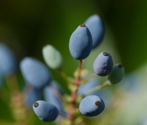 Preview wallpaper mahonia, berries, plants, macro