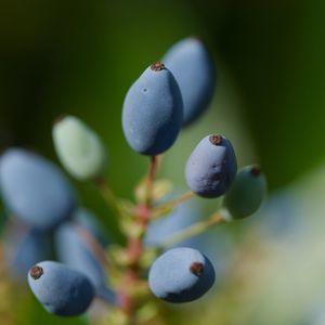 Preview wallpaper mahonia, berries, plants, macro