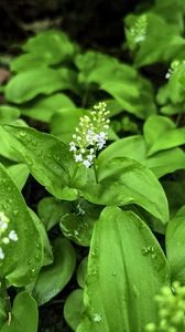 Preview wallpaper maianthemum, flowers, leaves, drops, wet