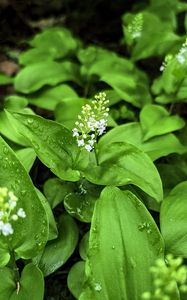 Preview wallpaper maianthemum, flowers, leaves, drops, wet