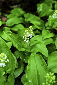 Preview wallpaper maianthemum, flowers, leaves, drops, wet