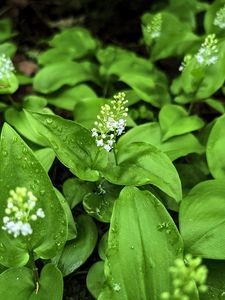 Preview wallpaper maianthemum, flowers, leaves, drops, wet