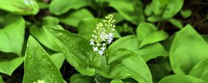 Preview wallpaper maianthemum, flowers, leaves, drops, wet