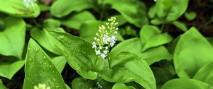 Preview wallpaper maianthemum, flowers, leaves, drops, wet